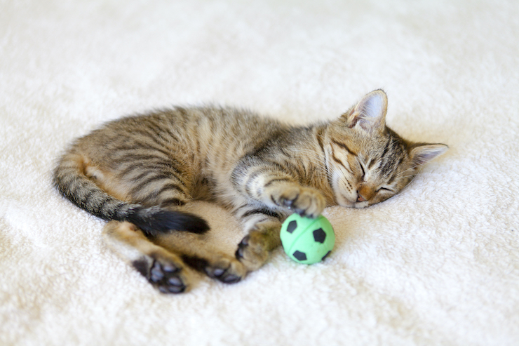 Sleeping Kitten with Soccer Ball on SoccerToday - Nutition Informaiton
